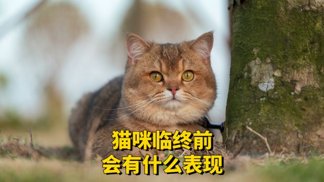 猫咪“临终前”,会出现哪些表现?