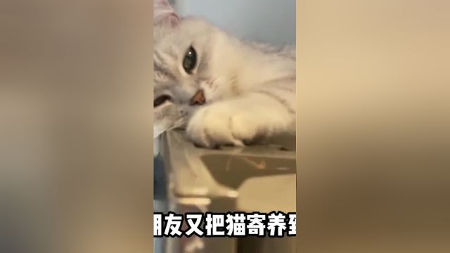 不要随便让猫待阳台