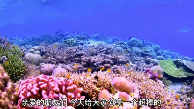 海口海之语海洋世界,观赏色彩斑斓的海洋珍稀物种,观看丰富有趣的互动表演