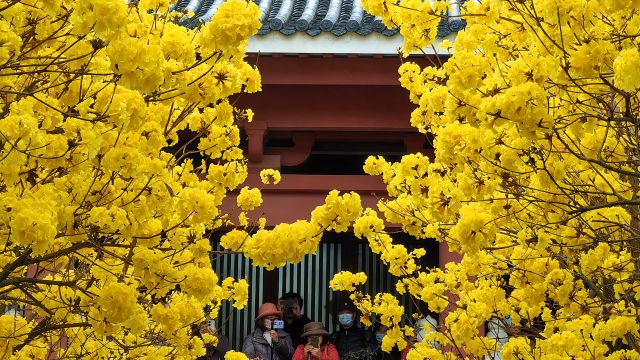 广州光孝寺火了,黄花风铃木已经竞相绽放,真的是太美了!