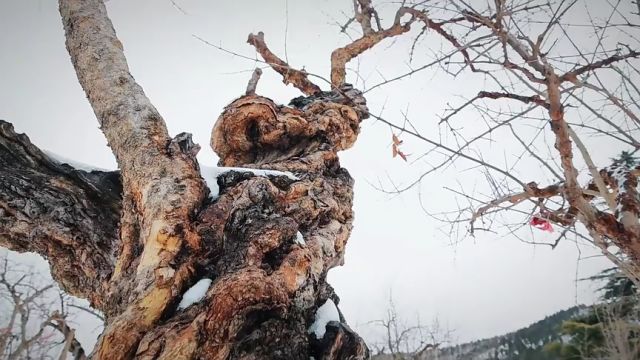 枣庄市峄城区:雪韵榴乡