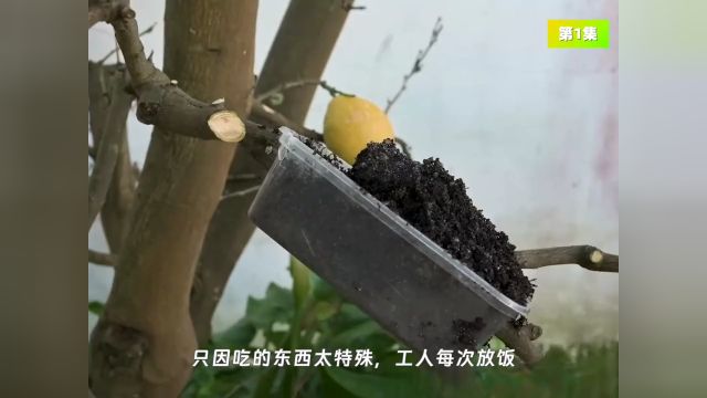 碧根果树每吃一盒盒饭,寿命就会长一截!