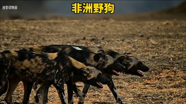 非洲野狗捕猎成功率高达75%!野生动物零距离动物世界非洲野狗野生动物