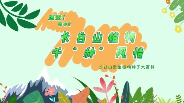 探秘!长白山植物千“种”风情~髭脉槭