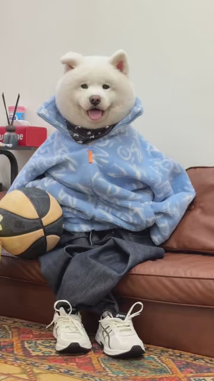 帅到你心里了嘛 #萨摩耶 #萌宠 #宠物