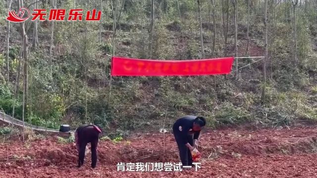 藏粮于技!节水抗旱稻“进驻”市中区白马镇