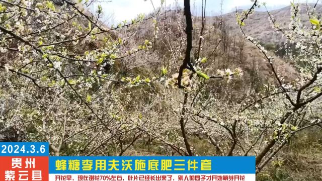 水溶肥厂家2024.3.6贵州紫云县蜂糖李用夫沃施底肥三件套,开花早,现在谢花70%左右,叶片已经长出来了,别人的园子才开始萌芽开花