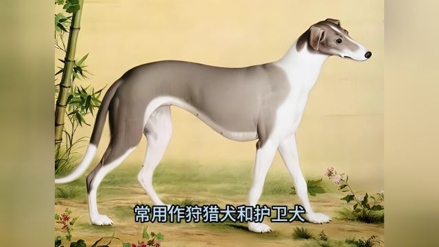 “哮天犬”变成丧家之犬?