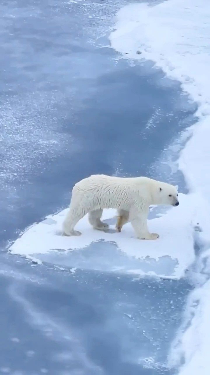 北极熊,居然会用肚皮走路,有点聪明哈哈哈