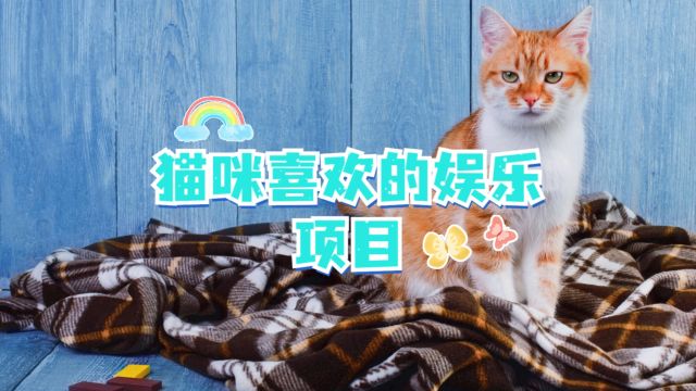 小猫咪超爱的娱乐项目,快让它享受下吧!