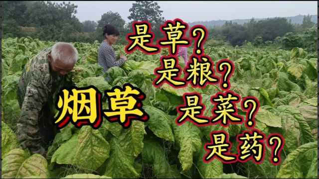 烟草是草吗?