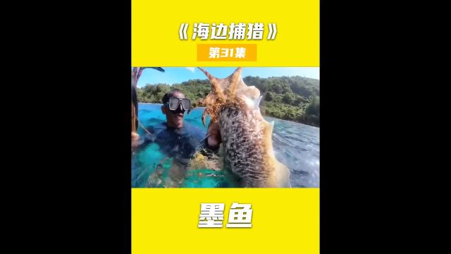 海边捕猎:跟着我到海边捕捉几十斤的大墨鱼,让你一次捕个够