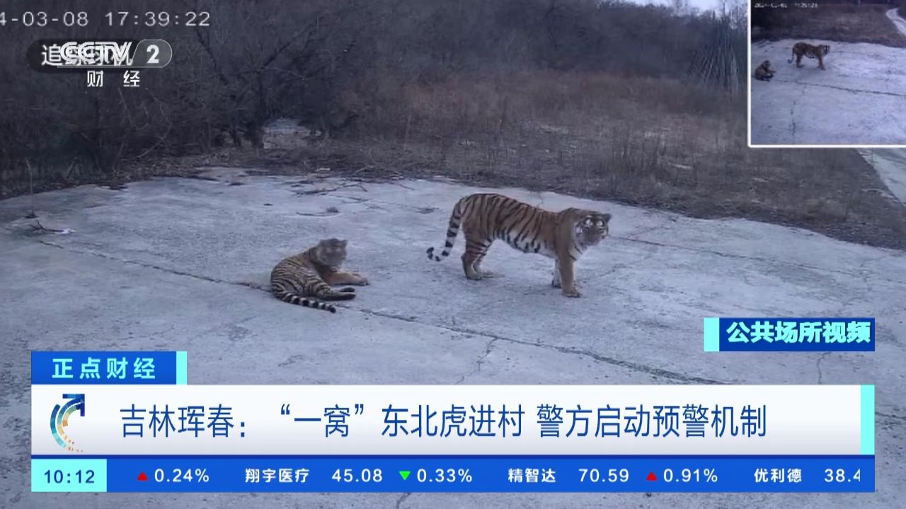 吉林珲春:"一窝"东北虎进村 警方启动预警机制