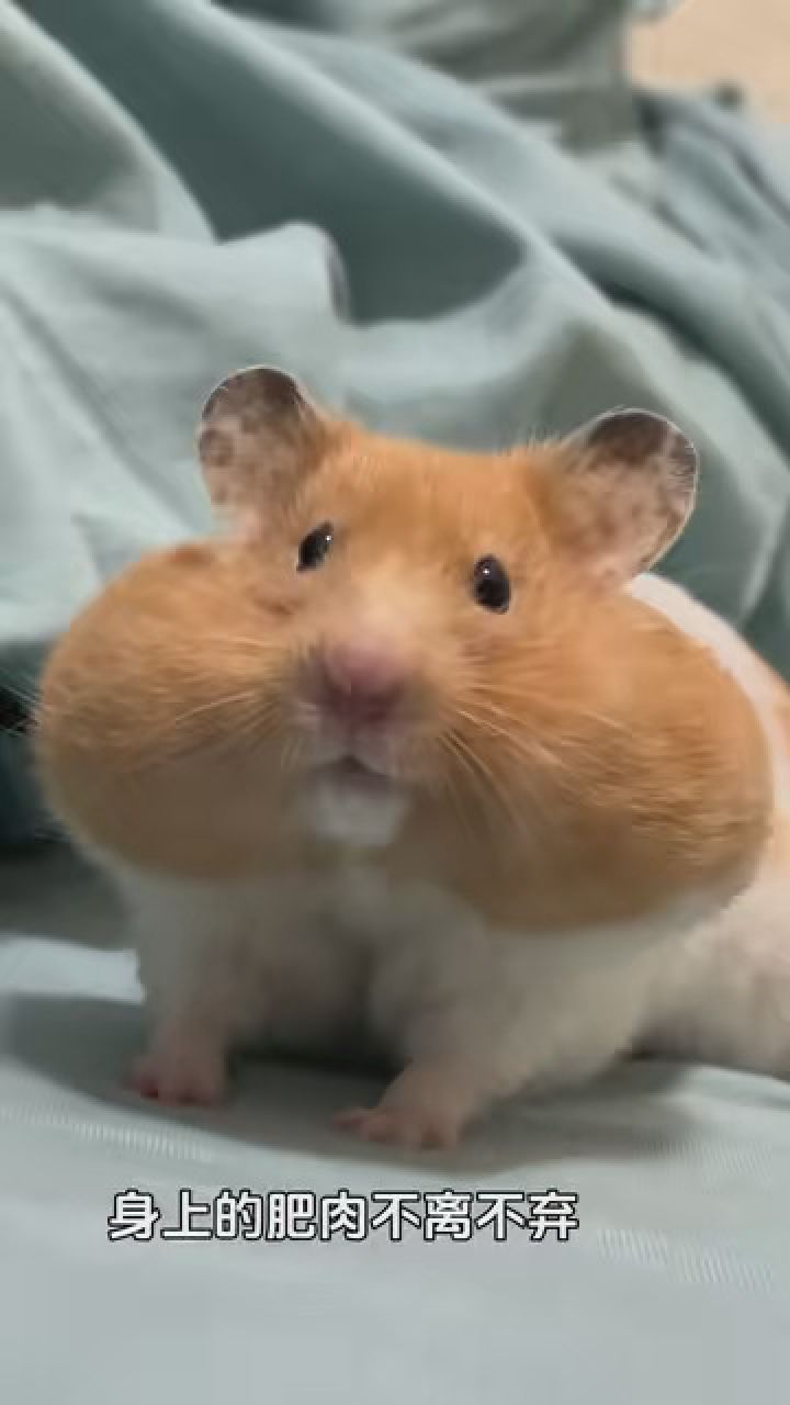 穷都写在脸上了#金丝熊日常 #金丝熊仓鼠 #艾特你想艾特的人