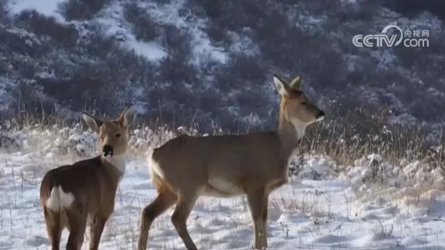 青海:祁连山下,狍鹿踏雪漫步