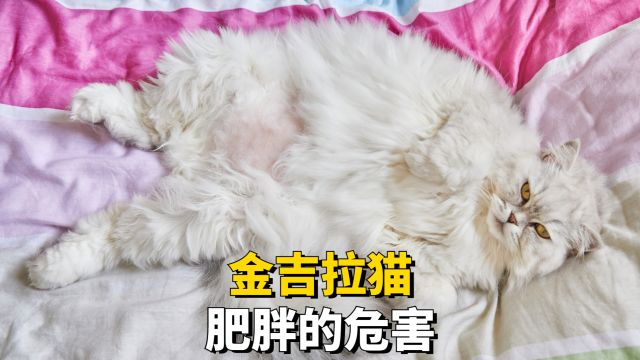 金吉拉猫肥胖,这几个后果你承担不起!