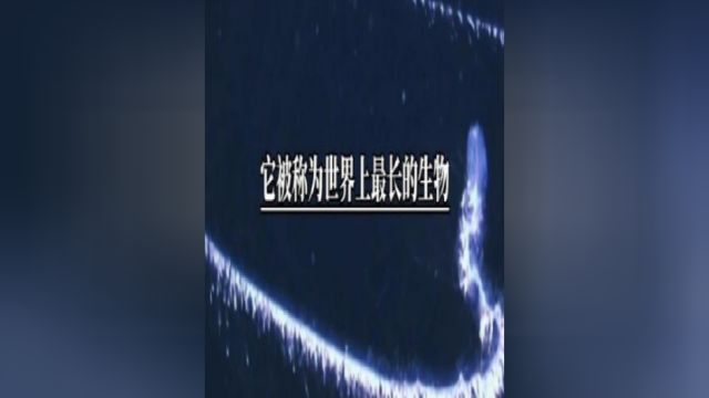 世界上最长的生物是什么