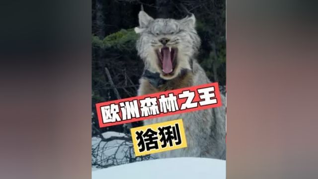 欧洲森林之王—猞猁野生动物 猫科动物 大猫 动物冷知识 野生动物保护 动物科普 猞猁 猞猁视频 猞猁是什么动物 猫科普知识