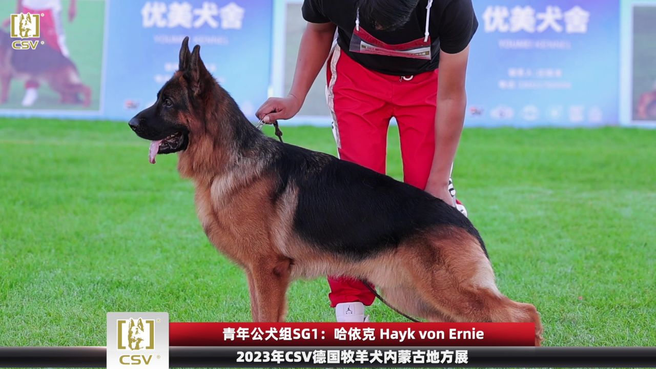 2023年csv德国牧羊犬内蒙古地方展青年公犬组sg1犬只讲评