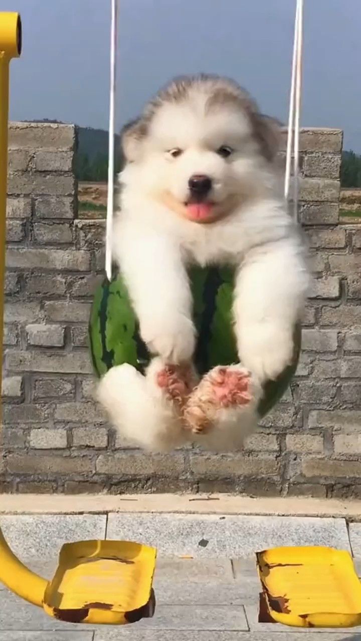 阿拉斯加 #笨蛋小狗