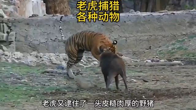 老虎捕猎各种动物的片段!