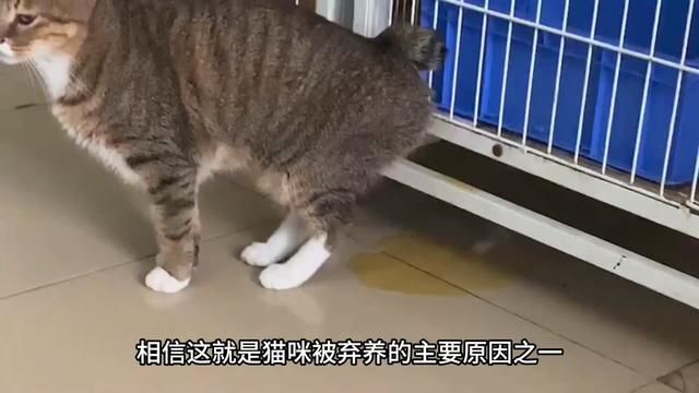 猫尿除味,那逸乐是真的好用,尿渍也能搞定#猫尿去味 #猫咪乱尿