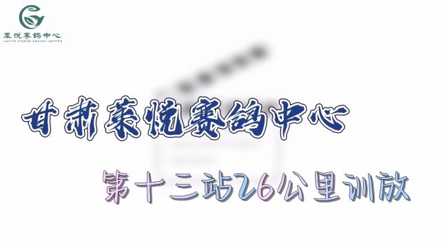 莱悦赛鸽中心—第十三站26公里训放