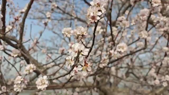 西堤春晓:颐和园山桃花迎春吐蕊