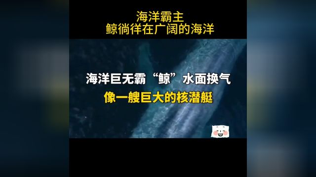 海洋巨无霸鲸鱼徜徉在广阔的海面上