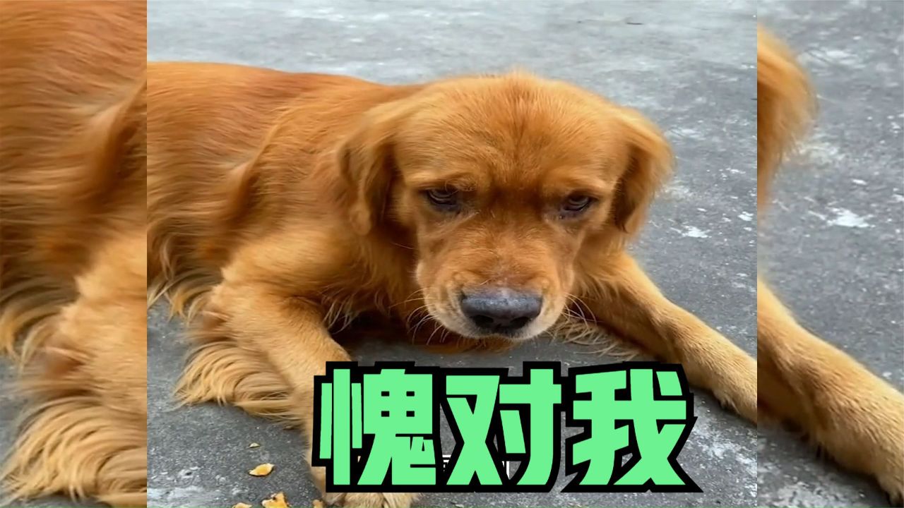 金毛:你就这么对我是吧?那我去嘎吧