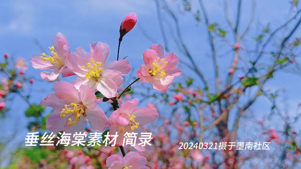 3月21日垂丝海棠素材简录