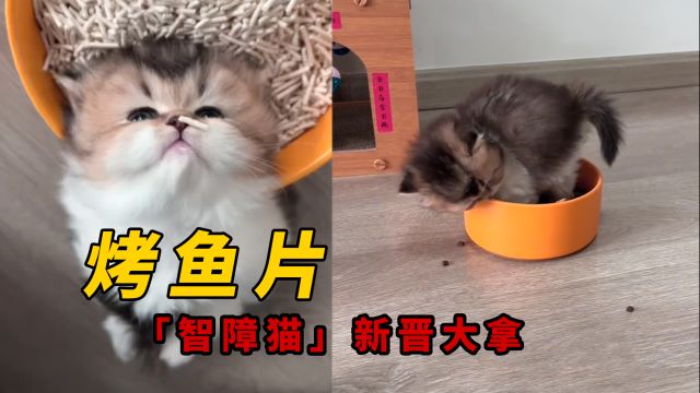 智障猫新晋大拿“烤鱼片”,竟然比驴得水还要蠢萌?