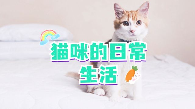 揭秘猫咪的日常生活,一天到晚都在忙什么