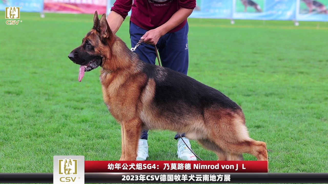 2023年csv德国牧羊犬云南地方展幼年公犬组sg4犬只讲评