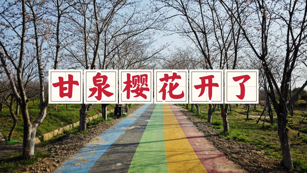 扬州甘泉樱花园,花儿已经次第绽放了,一年中的最美春光已经来了