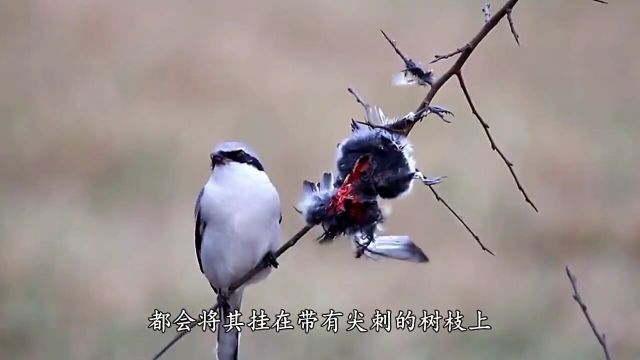 鸟界中的屠夫鸟,它先将猎物贯穿刺死,然后制成风干肉享用