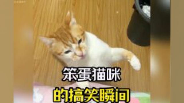 盘点笨蛋猫咪的搞笑瞬间,真的看一遍笑一遍