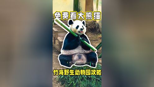 郑州市民免费看大熊猫！竹海野生动物园攻略