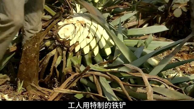 龙舌兰酒是如何酿制的?将果实糖化后再萃取出汁液