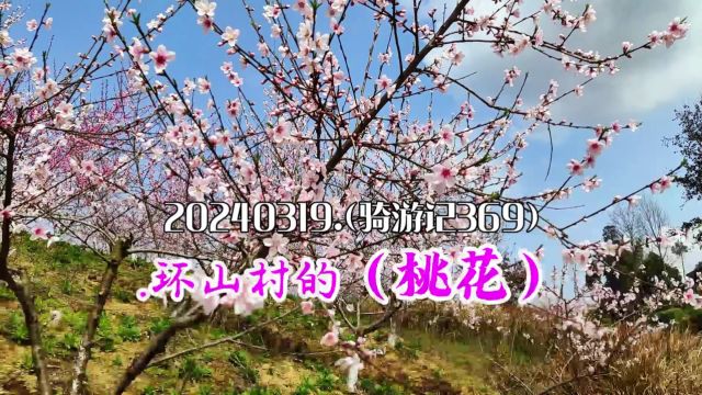 20240319.(骑游记369).环山村的(桃花).