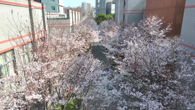 金中河西“春日限定”美景