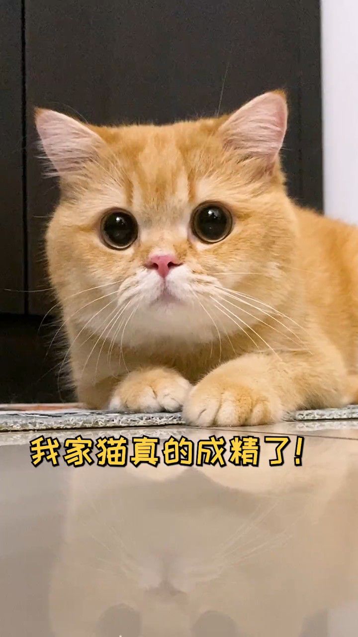 我家猫真的成精了!竟然想独食柿子?