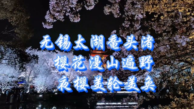 无锡太湖鼋头渚,樱花漫山遍野,夜樱美轮美奂