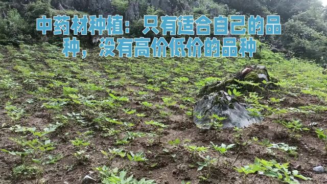 中药材种植:只有适合自己的品种,没有高价低价的品种