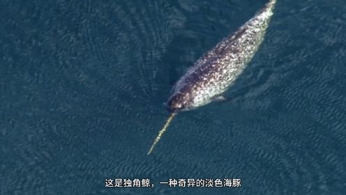 怪诞星球系列之淡色海豚独角鲸