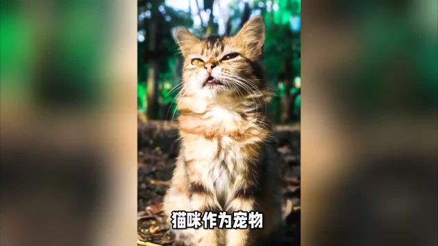 铲屎官的自我修养,猫咪几个月发情,铲屎官如何应对猫咪发情期