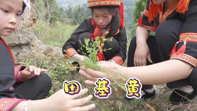 天基黄.为藤黄科植物地耳草的全草,春、夏季开花时采收全草,晒干或鲜用.性味:甘、微苦,微寒.