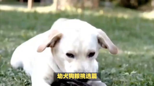 福派斯课堂:狗狗营养需求全解析,幼犬与成年犬的不同选择