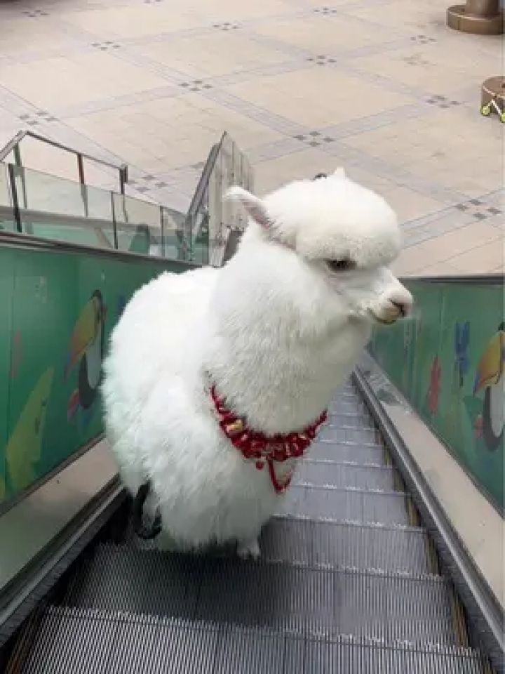 羊驼养殖技术 突发情况救治处理 五年羊驼养殖经验分享#羊驼