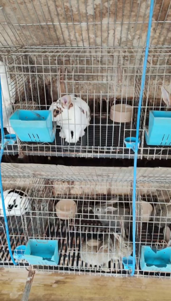 彩獭兔什么颜色的都有